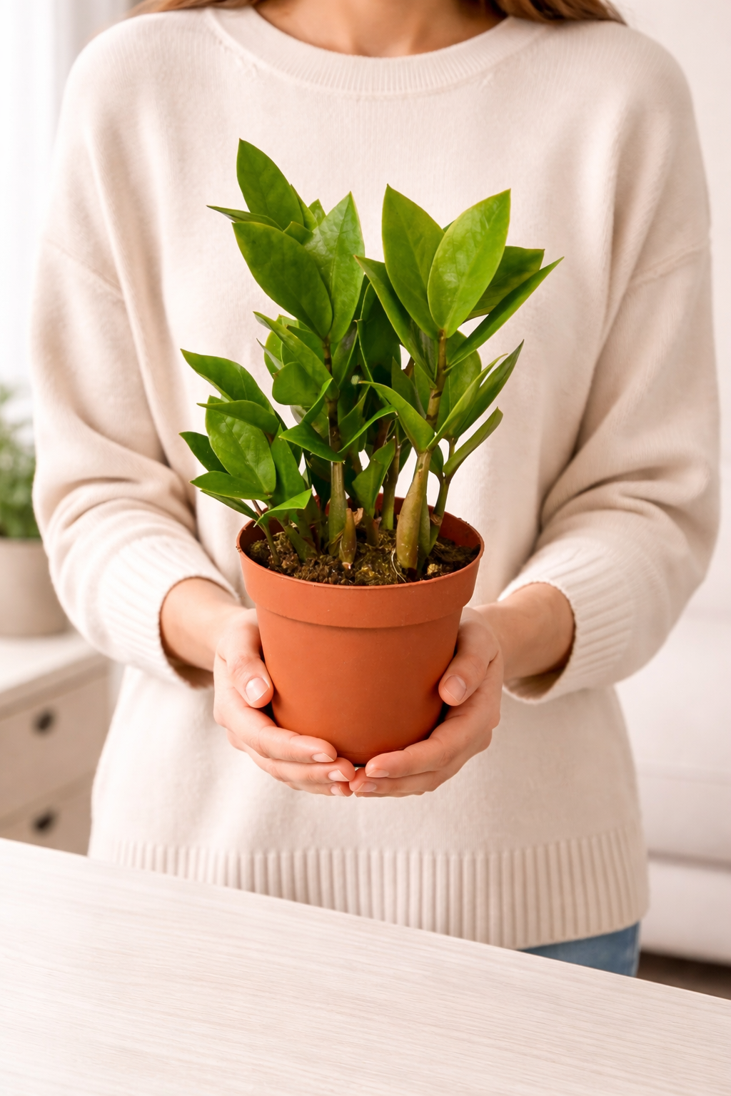 SMALL ZZ PLANT DESK DECOR