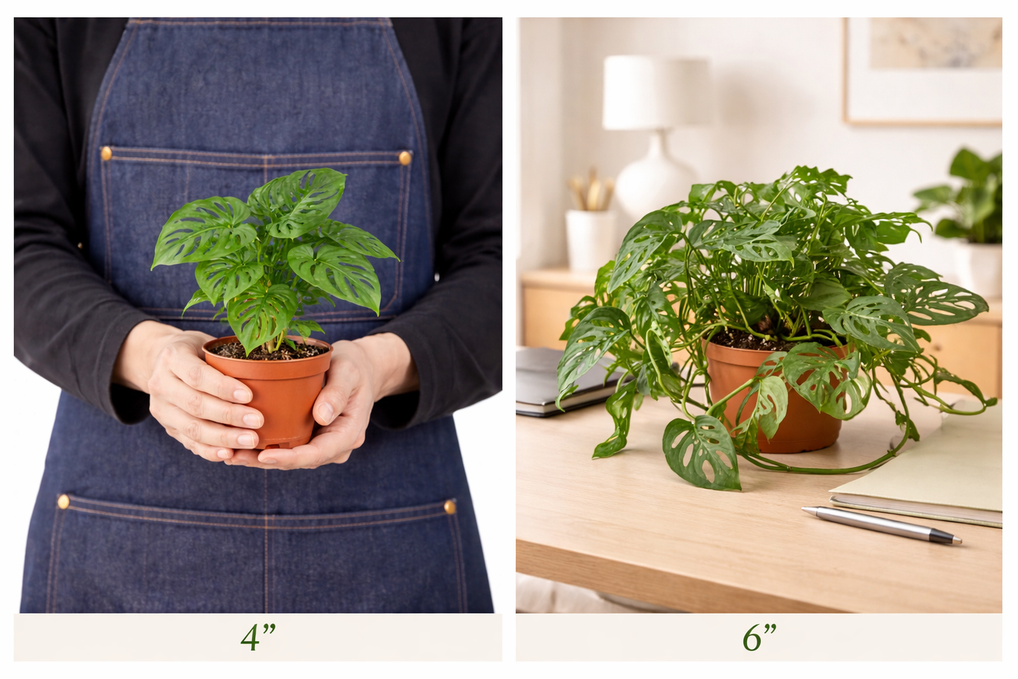 big , samll, medium monstera-adansonii