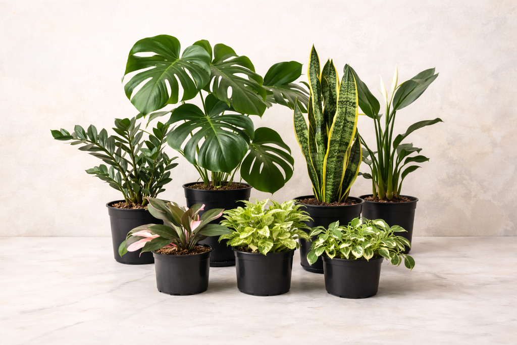 Best Sellers Plant, Most Loved , Easy to Care , Perfect for Apartments