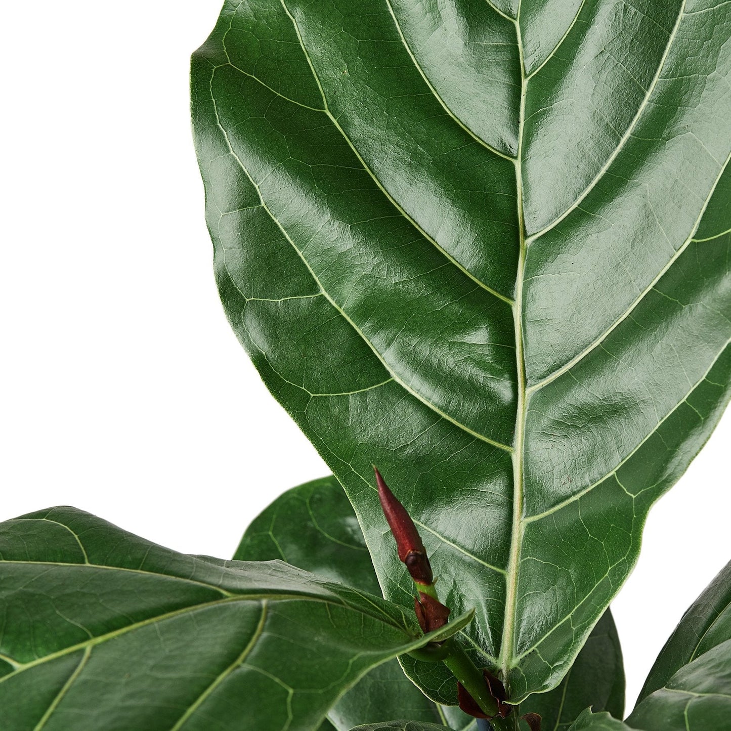Fiddle-leaf Fig