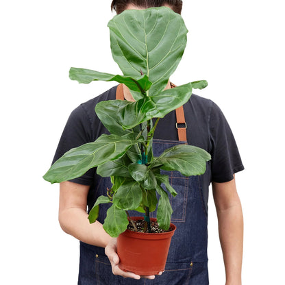 Fiddle-leaf Fig