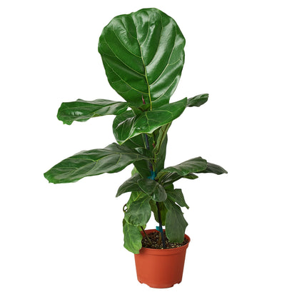 Fiddle-leaf Fig