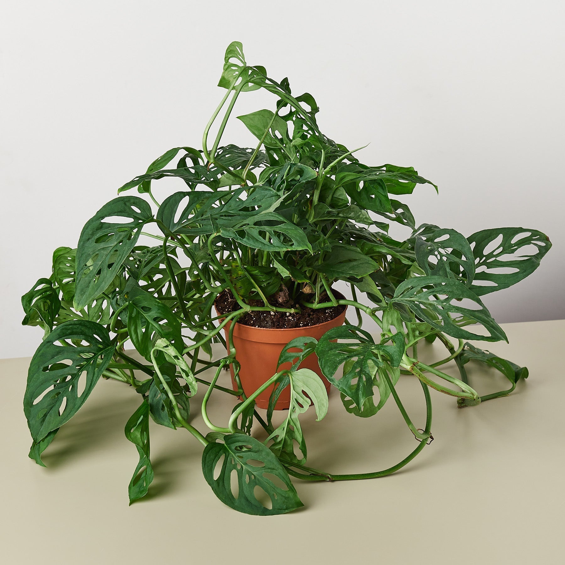 Monstera Adansonii 'Swiss Cheese' - Pratum City