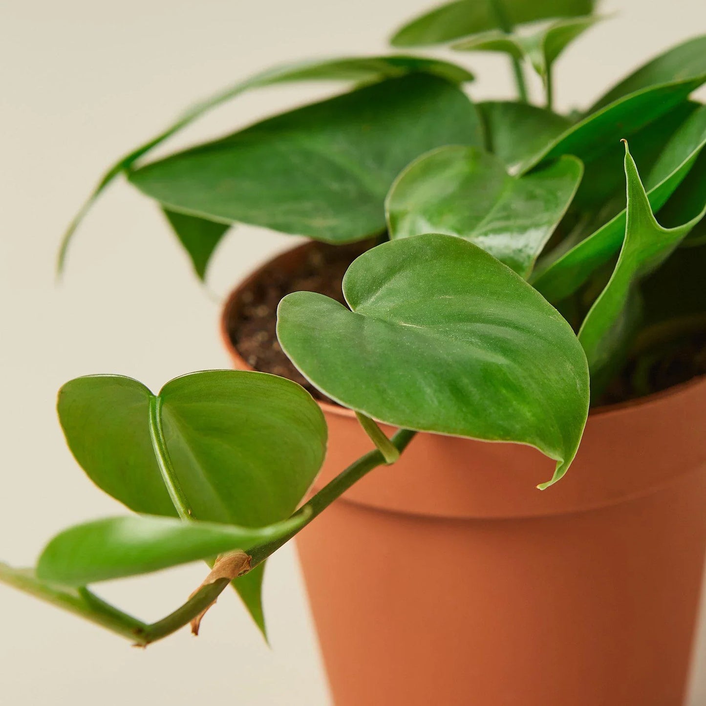 Heartleaf Philodendron