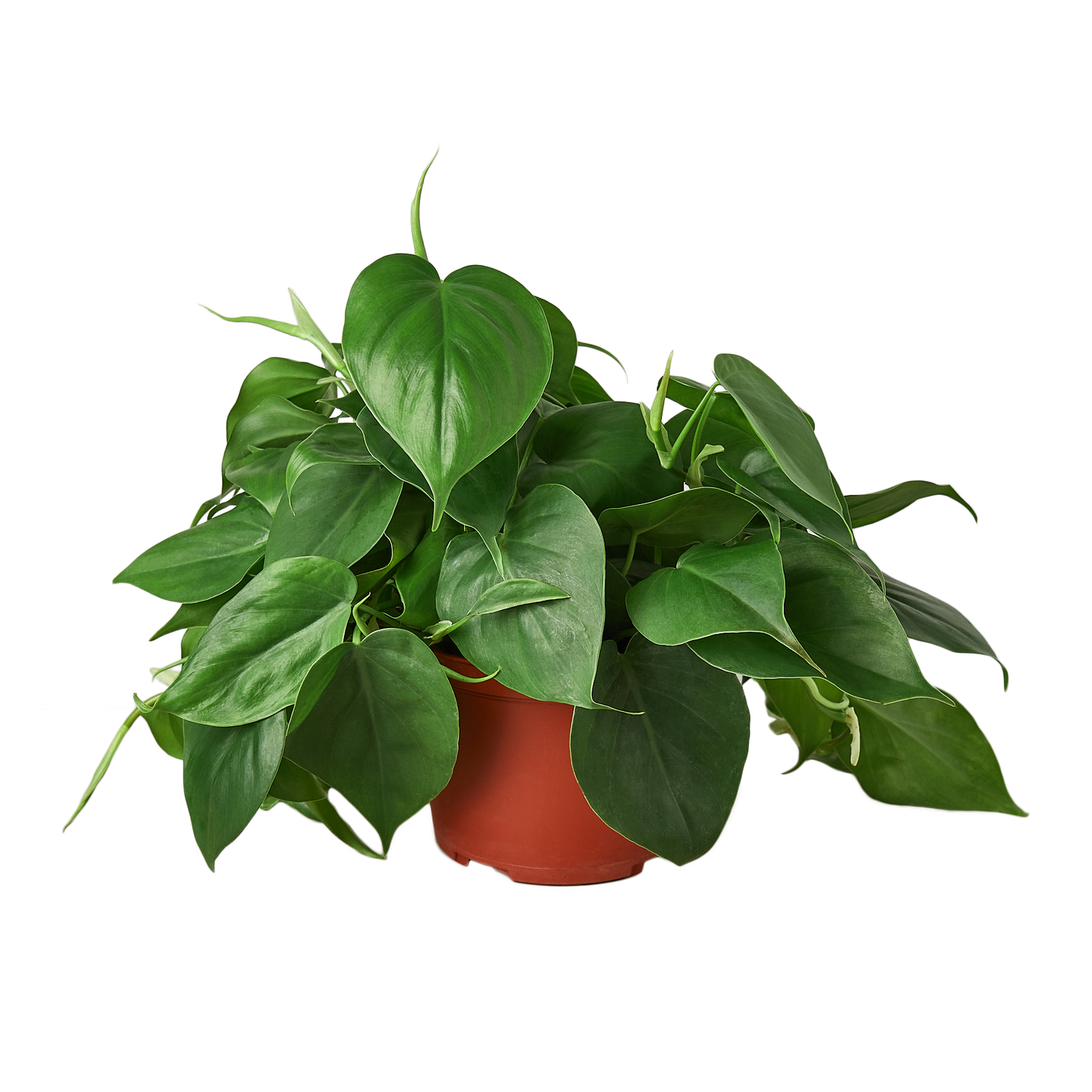 Heartleaf Philodendron