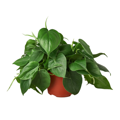 Heartleaf Philodendron