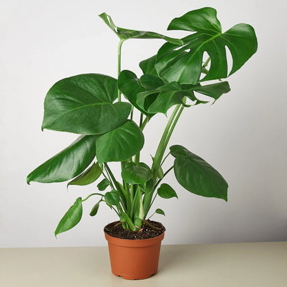 Monstera Split-Leaf home decoration