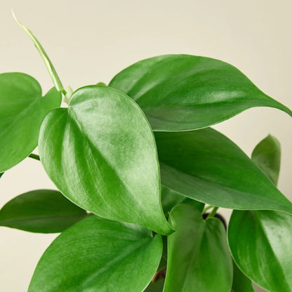 Heartleaf Philodendron