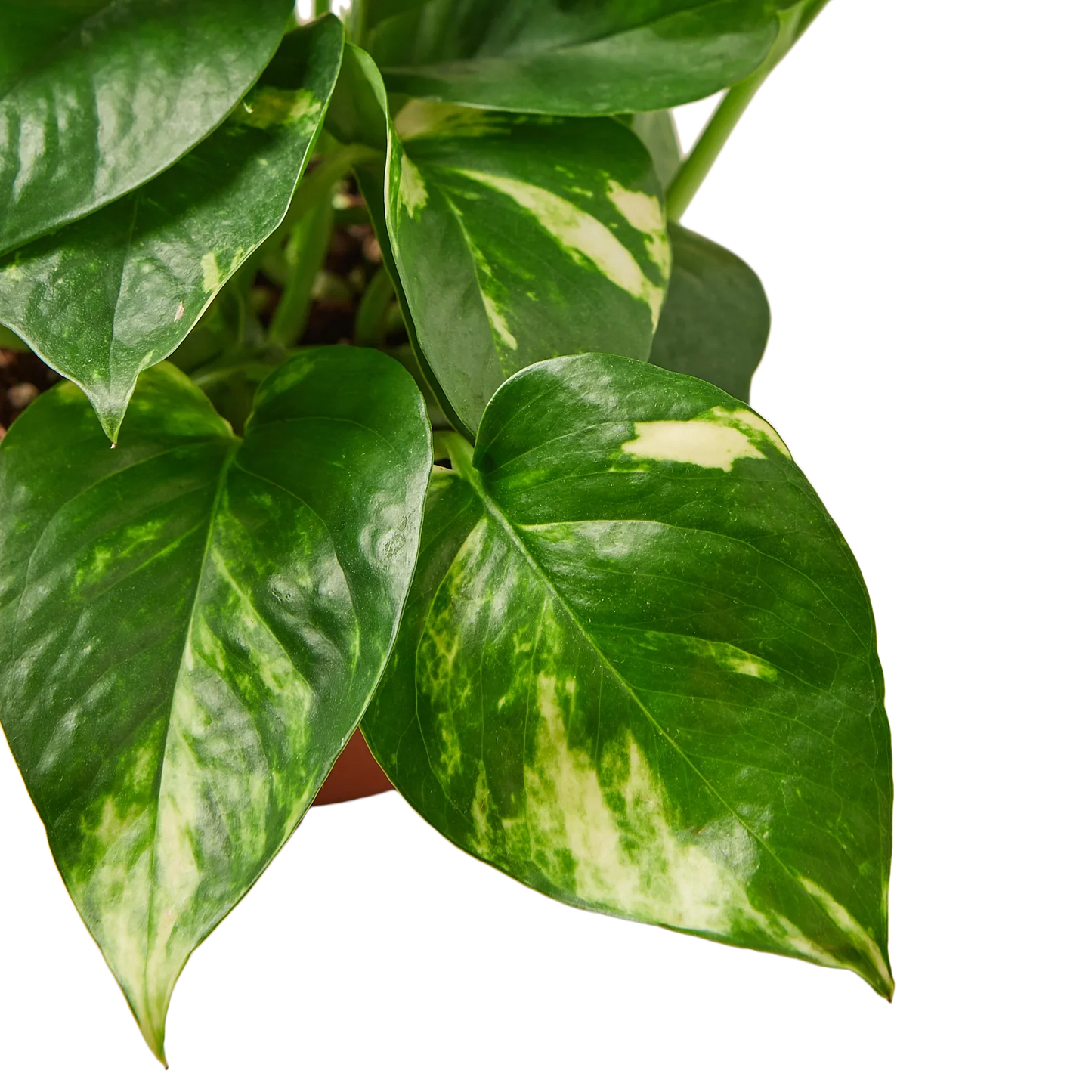 Pothos golden plant