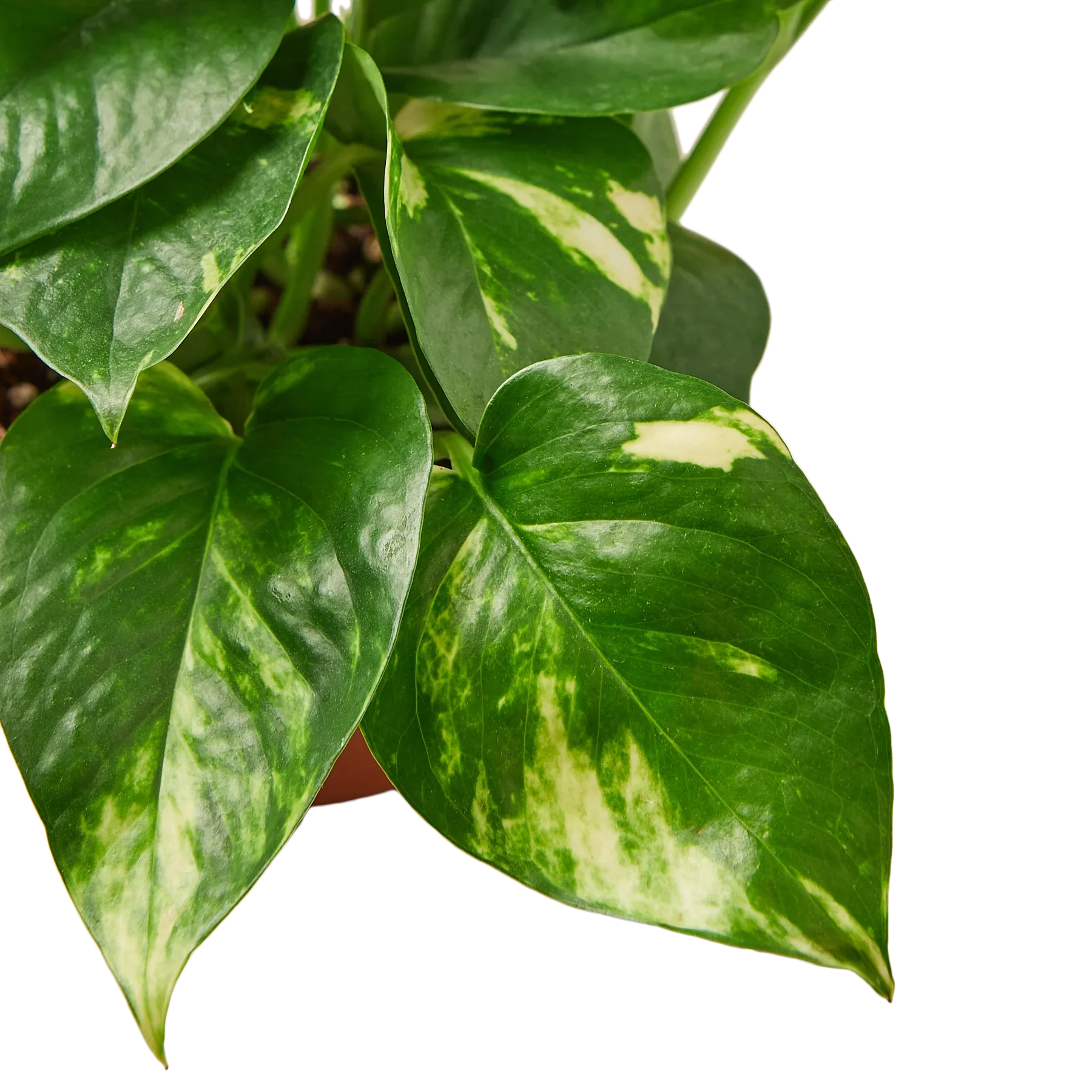 Pothos golden plant