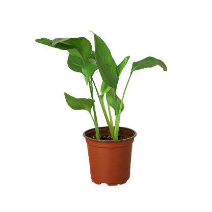 White Bird of Paradise