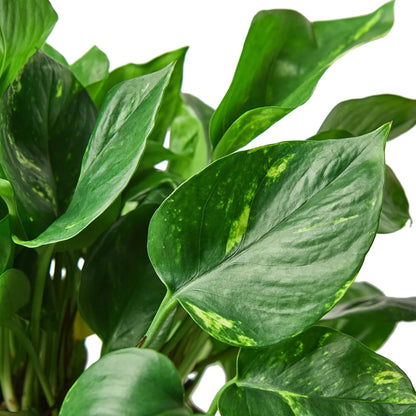 Pothos golden plant for home decor