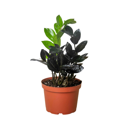 Black Queen ZZ plant