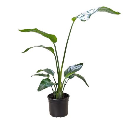 White Bird of Paradise