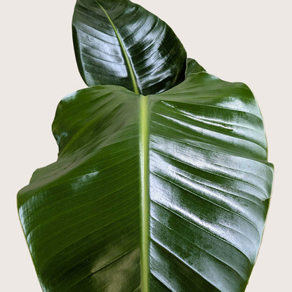 White Bird of Paradise