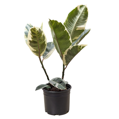 Ficus Elastica 'Tineke'