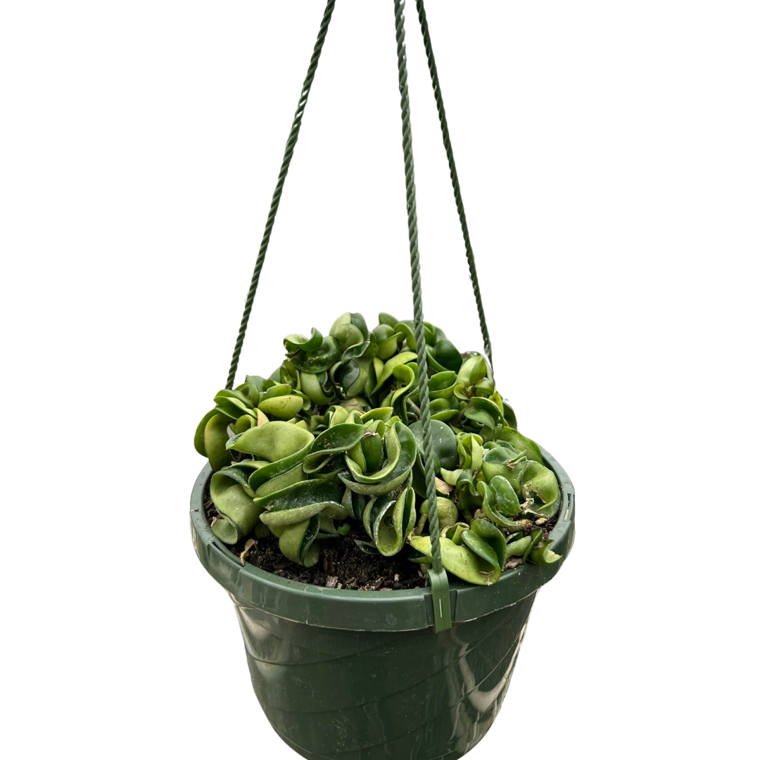 Nursey pot big Hoya Rope Plant