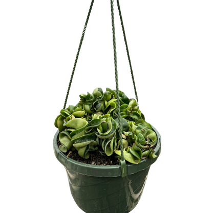 Nursey pot big Hoya Rope Plant