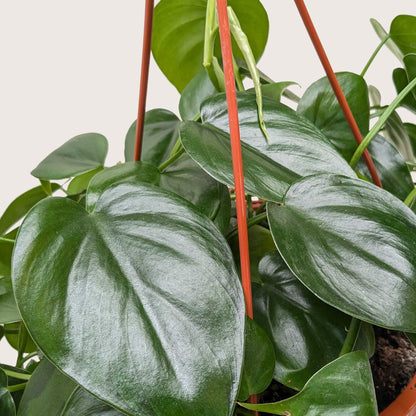 Heartleaf Philodendron