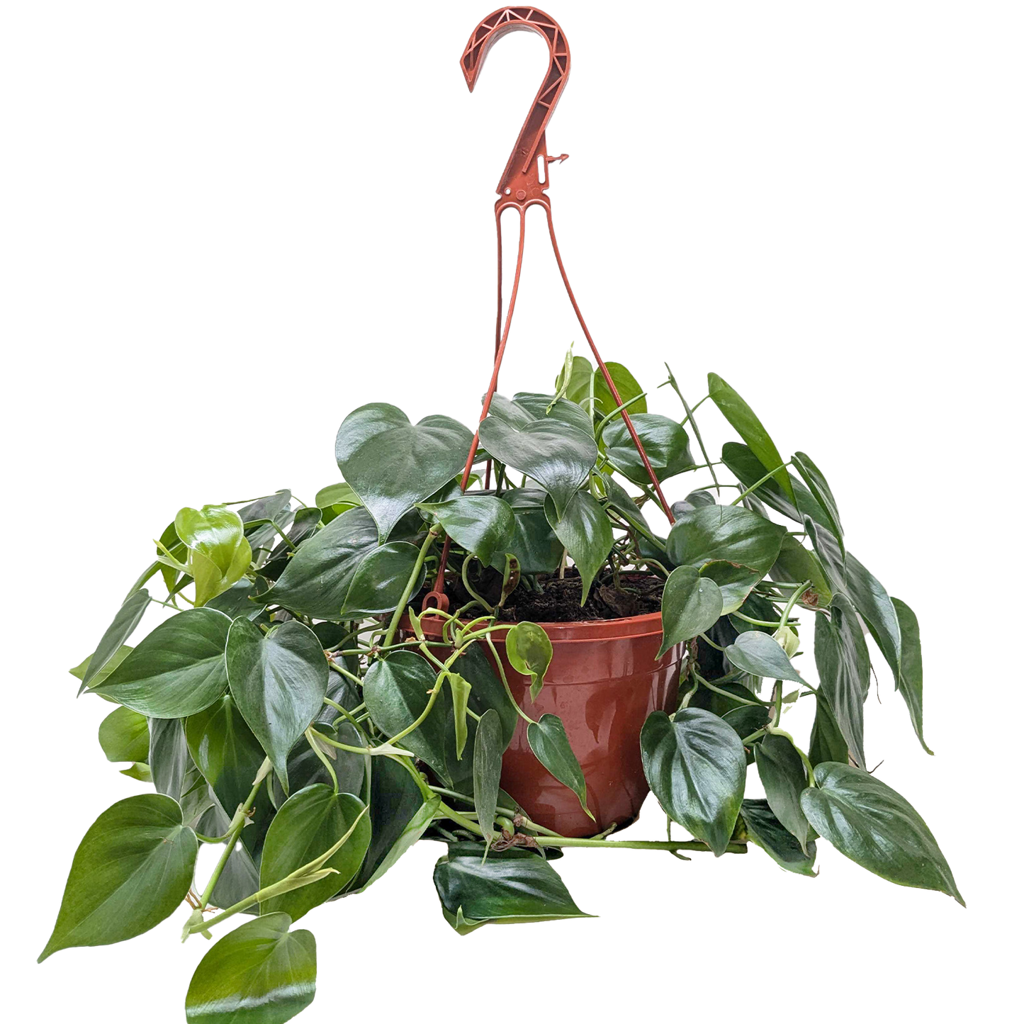 Heartleaf Philodendron