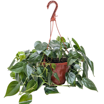 Heartleaf Philodendron