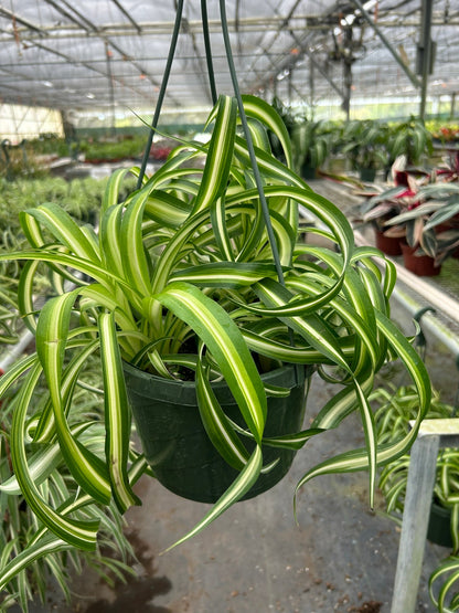 Big spider plant
