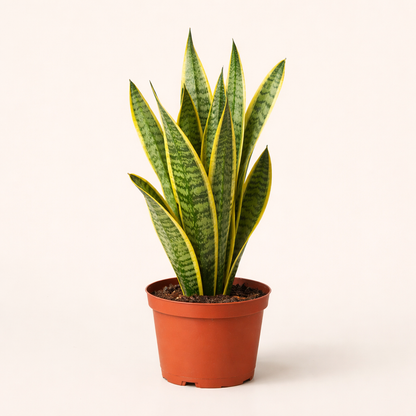 Snake Plant Laurentii