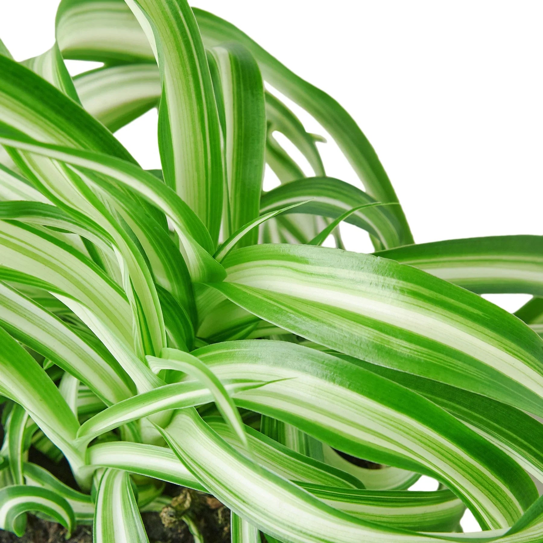 Spider plant for home decor