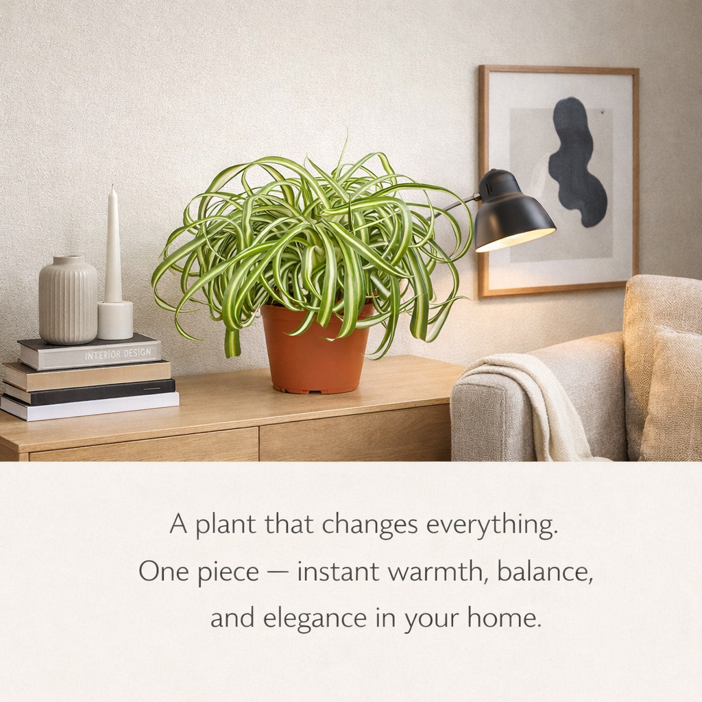 Home decor Spider plant