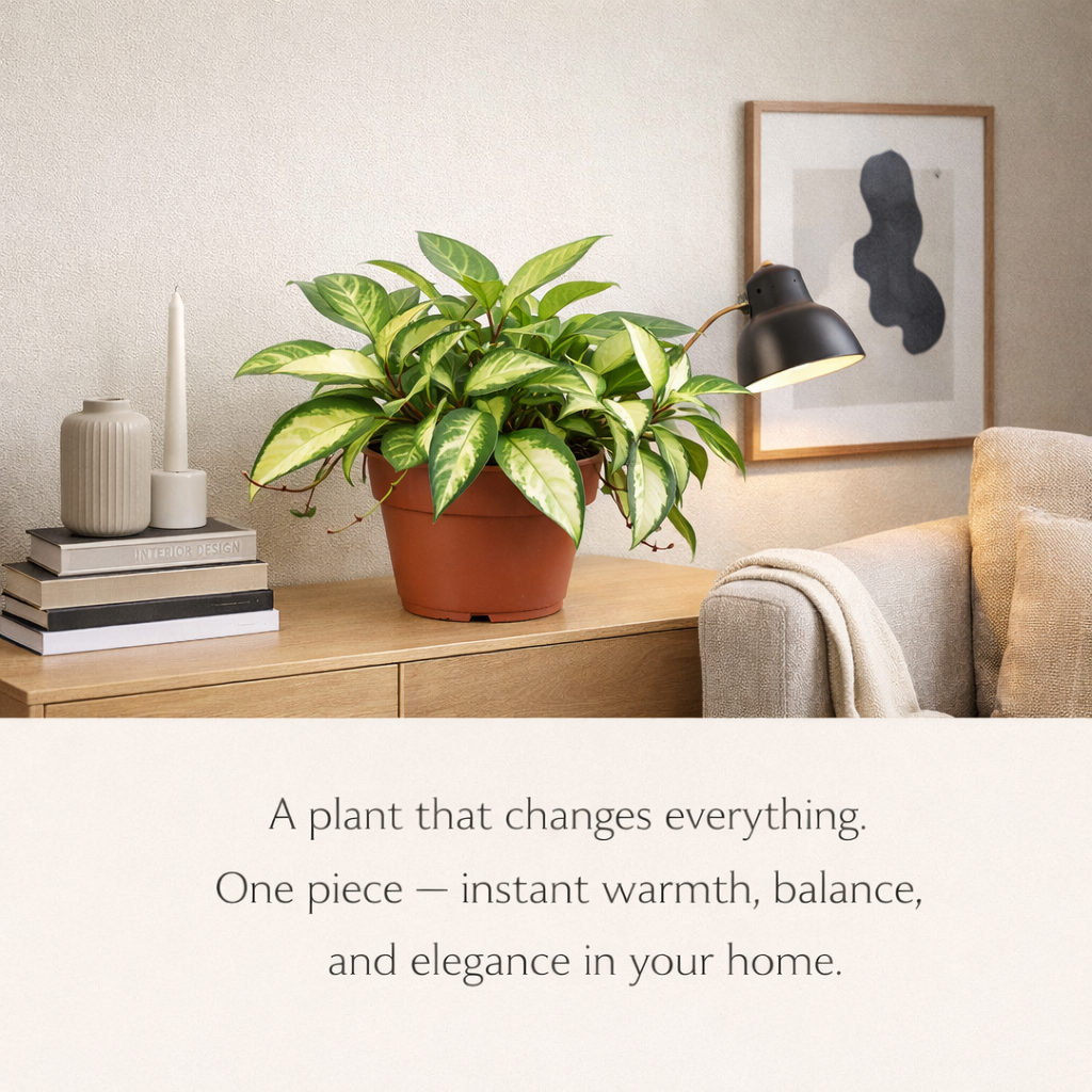 Hoya ‘Krimson Princess for room decor