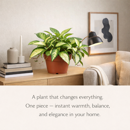 Hoya ‘Krimson Princess for room decor