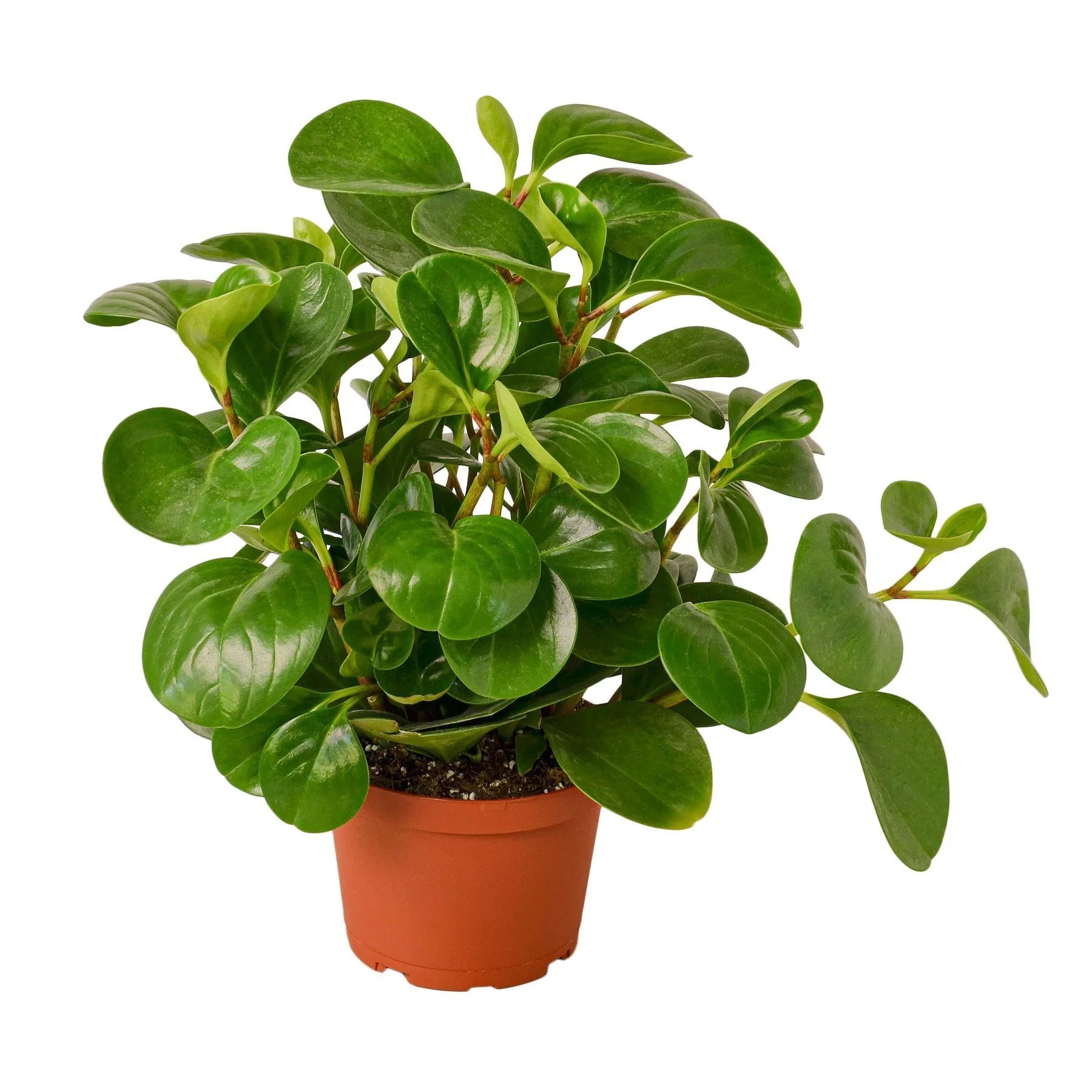 home decor Baby Rubber Plant