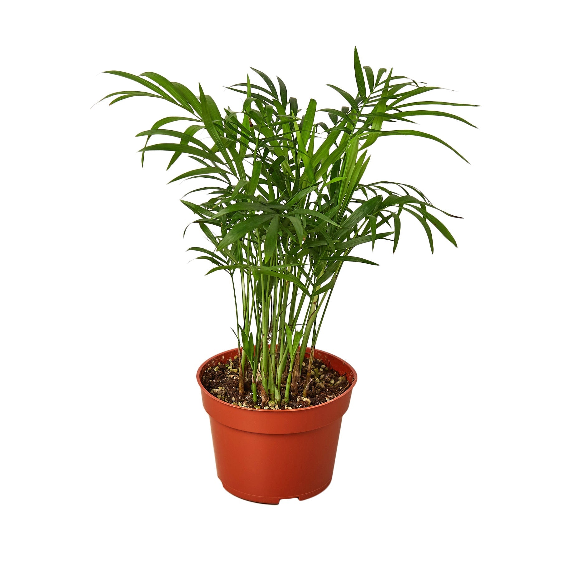 Medium Parlor Palm