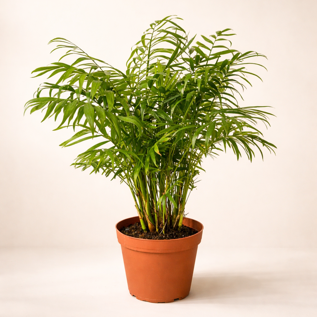 Medium Parlor Palm