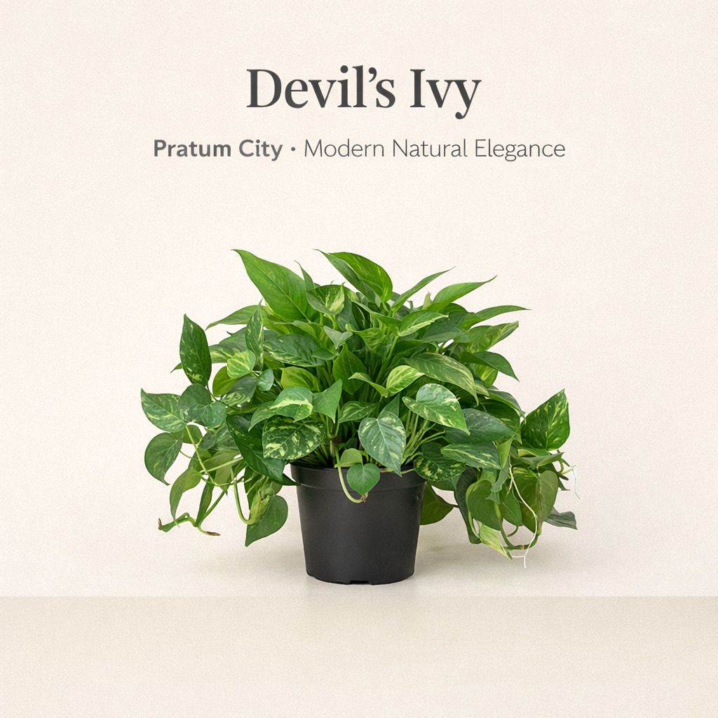 Pothos golden home decor