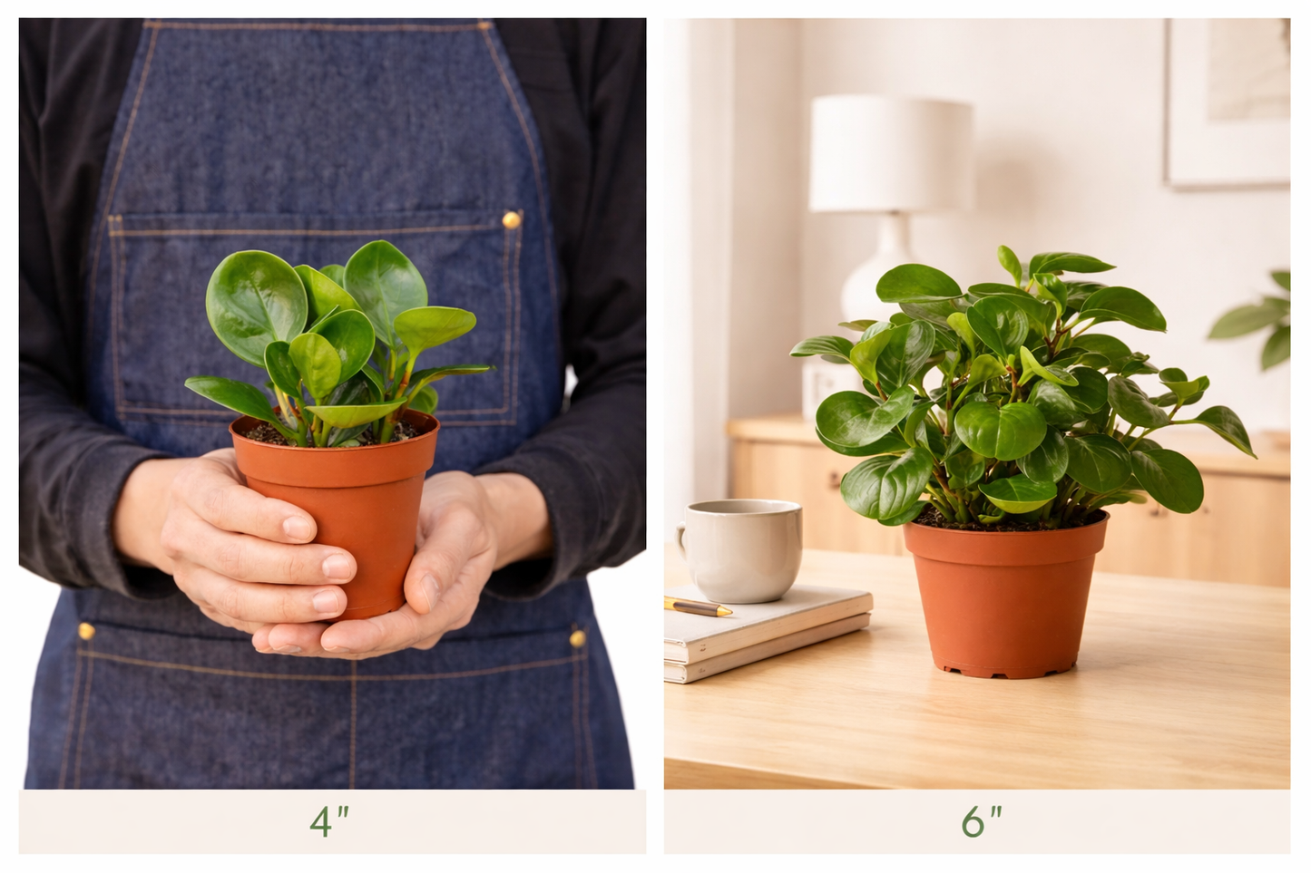 Baby Rubber Plant pot4 & pot6