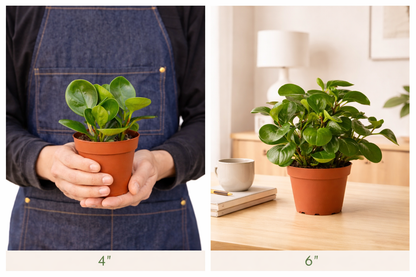 Baby Rubber Plant pot4 & pot6