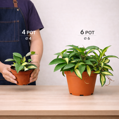 Hoya ‘Krimson Princess