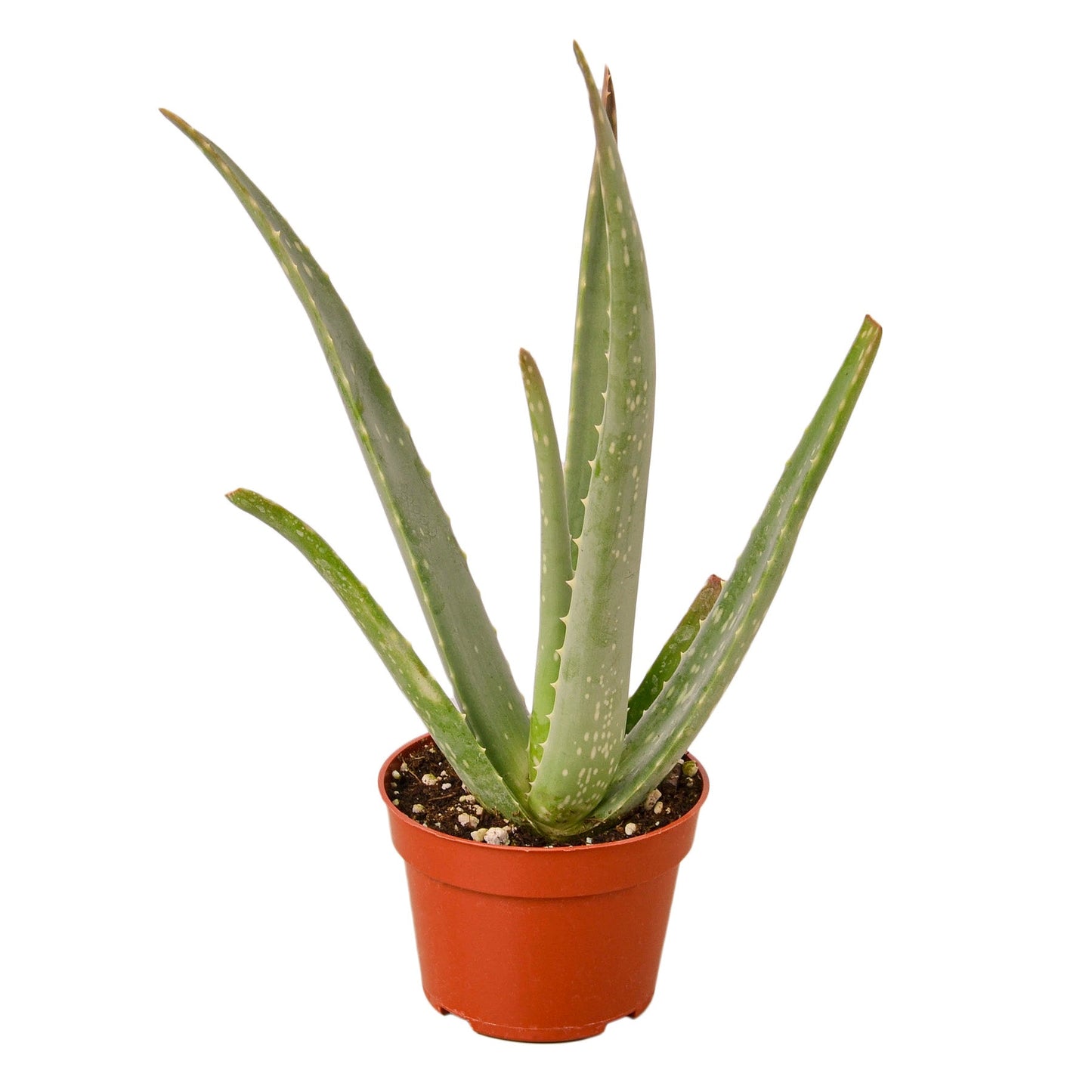 Aloe Vera for desk