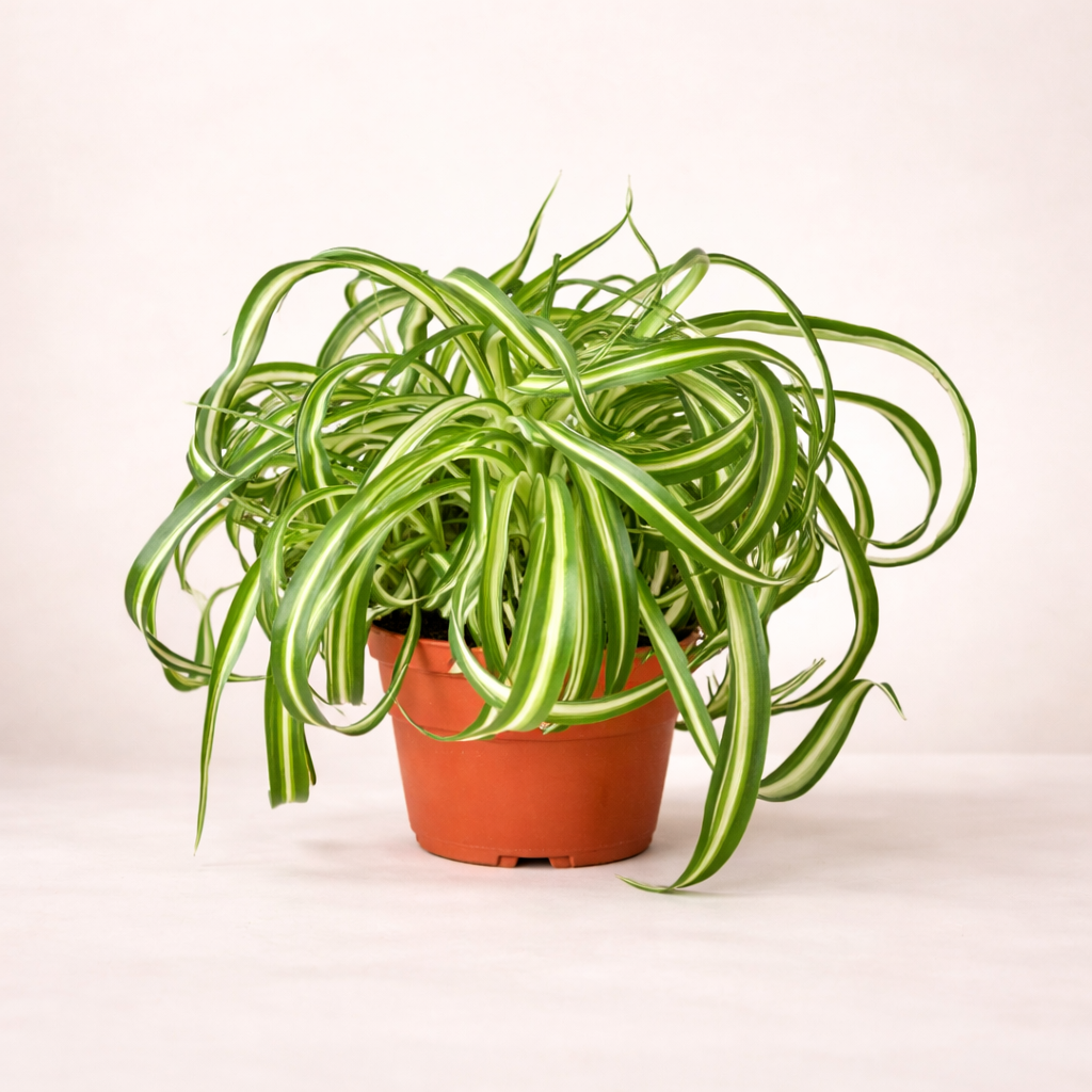 Sider plant Pratum City