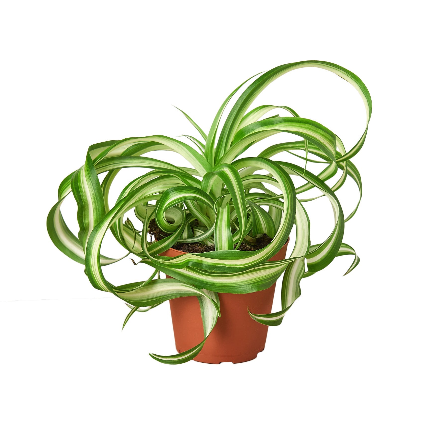Spider plant home decor