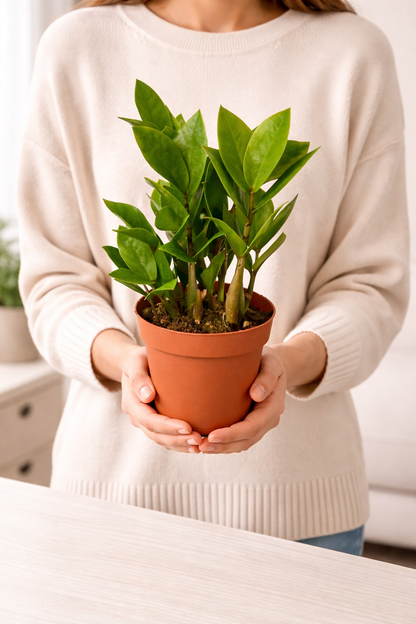 SMALL ZZ PLANT DESK DECOR