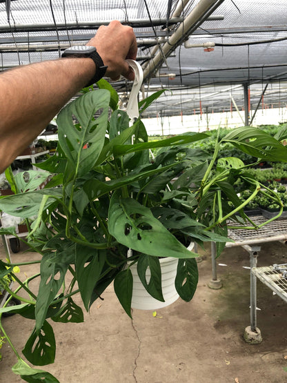 big monstera-adansonii 