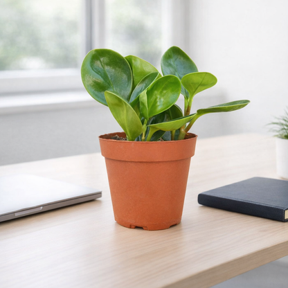 Baby Rubber Plant for desk