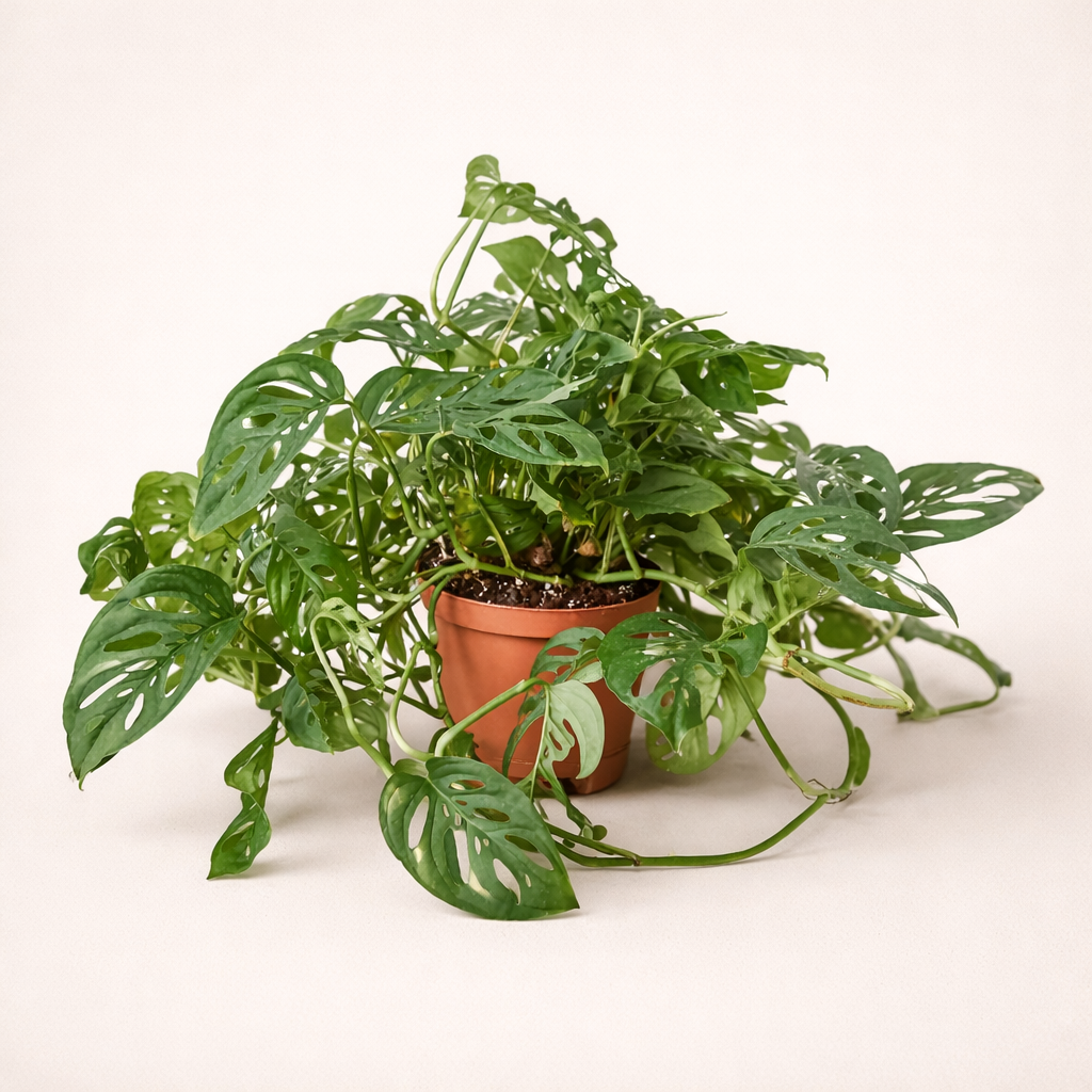 medium monstera-adansonii