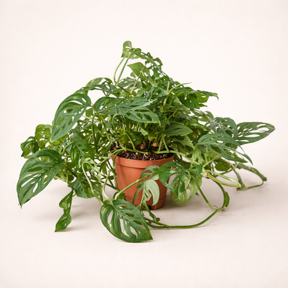 medium monstera-adansonii