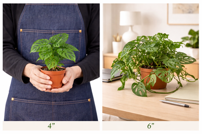 big , samll, medium monstera-adansonii