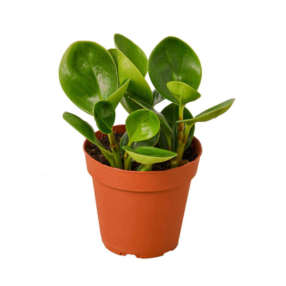 Baby Rubber Plant small 