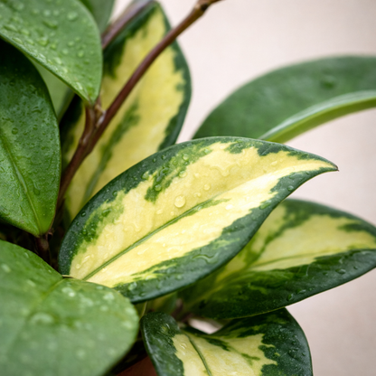 Leaf Hoya ‘Krimson Princess